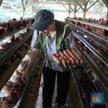Top! Ini Capres Pilihan 6 Juta Peternak Ayam Se-Indonesia