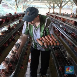 Top! Ini Capres Pilihan 6 Juta Peternak Ayam Se-Indonesia