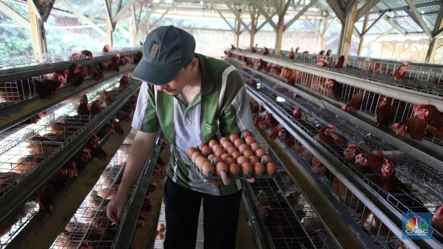 Peternak memanen telur di salah satu peternakan ayam petelur di Gunung Sindur, Jawa Barat, Rabu (24//5). (CNBC Indonesia/Muhammad Sabki)