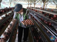 6 Juta Peternak Ayam RI Sepakat Pilih Capres Ini