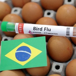 Brasil Umumkan Keadaan Darurat Nasional, Imbas Virus Ini