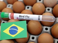 Brasil Umumkan Keadaan Darurat Nasional, Imbas Virus Ini