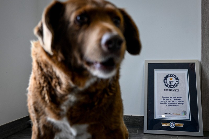 Seekor anjing dari Portugal dinobatkan anjing tertua oleh Guinness World Record pada Februari 2023 lalu. Bobi nama anjing tersebut berusia 30 tahun 266 hari. (AFP via Getty Images/PATRICIA DE MELO MOREIRA) Seekor anjing dari Portugal dinobatkan anjing tertua oleh Guinness World Record pada Februari 2023 lalu. Bobi nama anjing tersebut berusia 30 tahun 266 hari. (AFP via Getty Images/PATRICIA DE MELO MOREIRA)