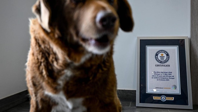 Seekor anjing dari Portugal dinobatkan anjing tertua oleh Guinness World Record pada Februari 2023 lalu. Bobi nama anjing tersebut berusia 30 tahun 266 hari. (AFP via Getty Images/PATRICIA DE MELO MOREIRA)