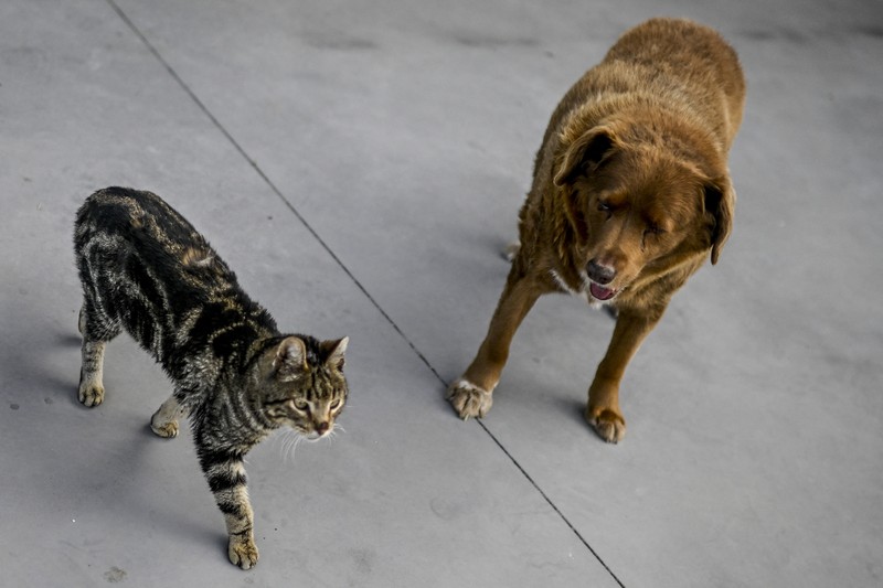 Seekor anjing dari Portugal dinobatkan anjing tertua oleh Guinness World Record pada Februari 2023 lalu. Bobi nama anjing tersebut berusia 30 tahun 266 hari. (AFP via Getty Images/PATRICIA DE MELO MOREIRA) Seekor anjing dari Portugal dinobatkan anjing tertua oleh Guinness World Record pada Februari 2023 lalu. Bobi nama anjing tersebut berusia 30 tahun 266 hari. (AFP via Getty Images/PATRICIA DE MELO MOREIRA)