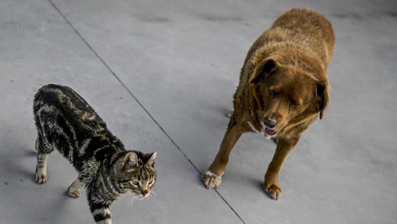 Seekor anjing dari Portugal dinobatkan anjing tertua oleh Guinness World Record pada Februari 2023 lalu. Bobi nama anjing tersebut berusia 30 tahun 266 hari. (AFP via Getty Images/PATRICIA DE MELO MOREIRA)