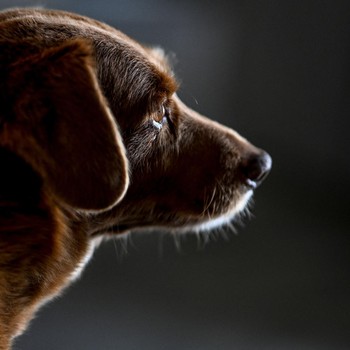 Anjing Tertua di Dunia Rayakan Ultah ke-31, Begini Potretnya