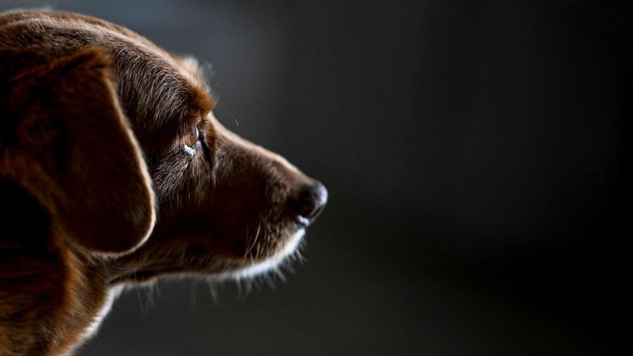 Seekor anjing dari Portugal dinobatkan anjing tertua oleh Guinness World Record pada Februari 2023 lalu. Bobi nama anjing tersebut berusia 30 tahun 266 hari. (AFP via Getty Images/PATRICIA DE MELO MOREIRA)