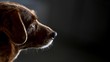 Anjing Tertua di Dunia Rayakan Ultah ke-31, Begini Potretnya