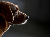 Anjing Tertua di Dunia Rayakan Ultah ke-31, Begini Potretnya
