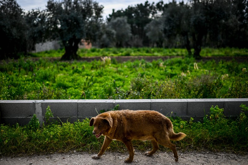 Seekor anjing dari Portugal dinobatkan anjing tertua oleh Guinness World Record pada Februari 2023 lalu. Bobi nama anjing tersebut berusia 30 tahun 266 hari. (AFP via Getty Images/PATRICIA DE MELO MOREIRA) Seekor anjing dari Portugal dinobatkan anjing tertua oleh Guinness World Record pada Februari 2023 lalu. Bobi nama anjing tersebut berusia 30 tahun 266 hari. (AFP via Getty Images/PATRICIA DE MELO MOREIRA)