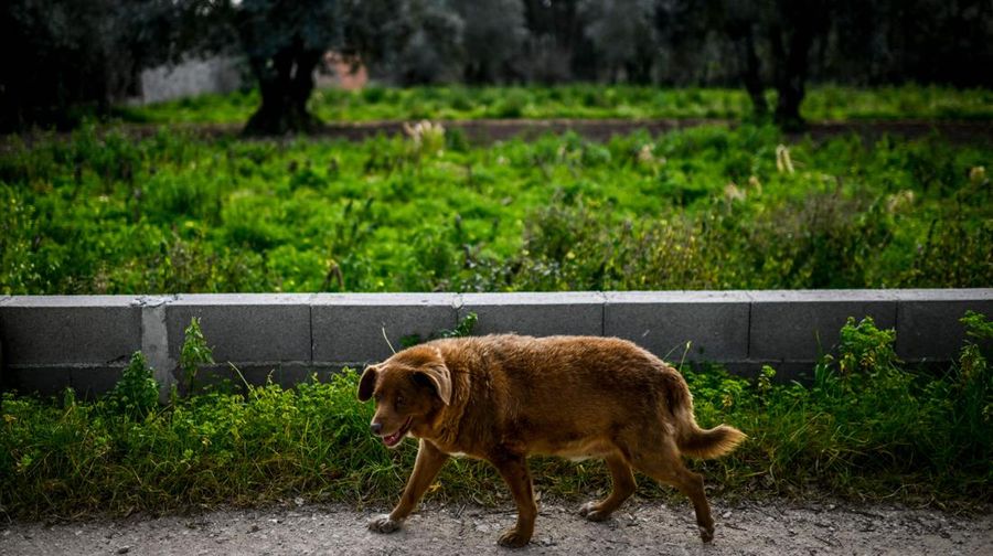 Seekor anjing dari Portugal dinobatkan anjing tertua oleh Guinness World Record pada Februari 2023 lalu. Bobi nama anjing tersebut berusia 30 tahun 266 hari. (AFP via Getty Images/PATRICIA DE MELO MOREIRA)