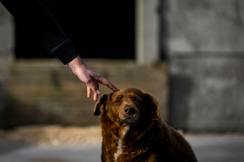 Seekor anjing dari Portugal dinobatkan anjing tertua oleh Guinness World Record pada Februari 2023 lalu. Bobi nama anjing tersebut berusia 30 tahun 266 hari. (AFP via Getty Images/PATRICIA DE MELO MOREIRA) Seekor anjing dari Portugal dinobatkan anjing tertua oleh Guinness World Record pada Februari 2023 lalu. Bobi nama anjing tersebut berusia 30 tahun 266 hari. (AFP via Getty Images/PATRICIA DE MELO MOREIRA)