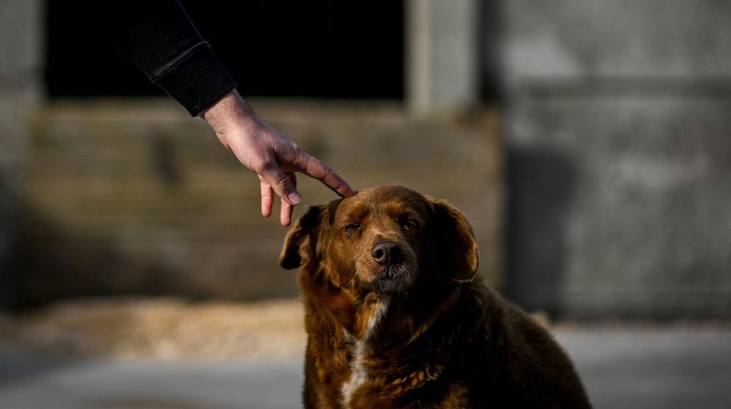 Seekor anjing dari Portugal dinobatkan anjing tertua oleh Guinness World Record pada Februari 2023 lalu. Bobi nama anjing tersebut berusia 30 tahun 266 hari. (AFP via Getty Images/PATRICIA DE MELO MOREIRA)