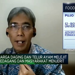 Solusi Pemerintah Tekan Harga Jagung Pakan Ternak, Apa Saja?