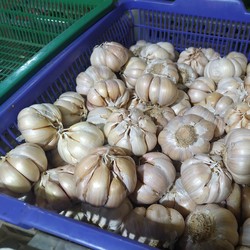 Misterius! 2 Bulan RI 'Puasa' Impor Bawang Putih, Ada Apa?