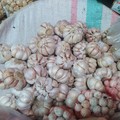 Harga Bawang Putih Makin Mahal, Kemendag Bongkar Biang Keroknya