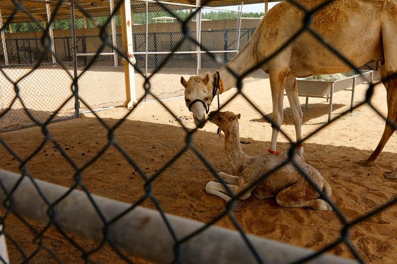 A surrogate mother with her cloned baby camel is pictured at the farm of the Reproductive Biotechnology Centre in Dubai, which researches and creates novel cloning techniques to reproduce camels, in Dubai, United Arab Emirates, May 18, 2023. REUTERS/Rula Rouhana