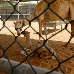 Heboh Negara Arab Kloning Unta, Ini Penampakannya