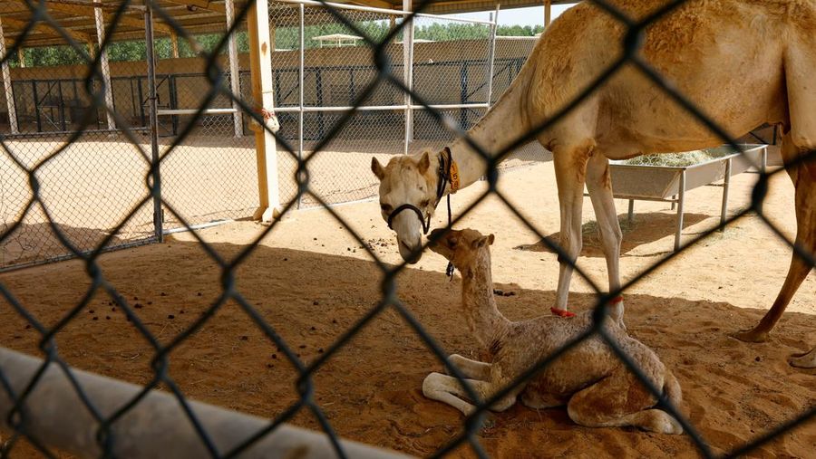 A surrogate mother with her cloned baby camel is pictured at the farm of the Reproductive Biotechnology Centre in Dubai, which researches and creates novel cloning techniques to reproduce camels, in Dubai, United Arab Emirates, May 18, 2023. REUTERS/Rula Rouhana