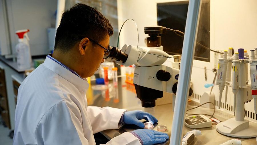 A scientist works with cells in the lab at the Reproductive Biotechnology Centre in Dubai, which researches and creates novel cloning techniques to reproduce camels, in Dubai, United Arab Emirates, May 18, 2023. REUTERS/Rula Rouhana