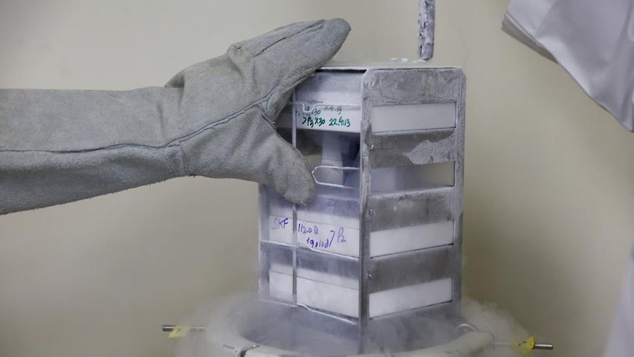 Animal cells are stored at -145 degrees in the lab at the Reproductive Biotechnology Centre in Dubai, which researches and creates novel cloning techniques to reproduce camels, in Dubai, United Arab Emirates, May 18, 2023. REUTERS/Rula Rouhana