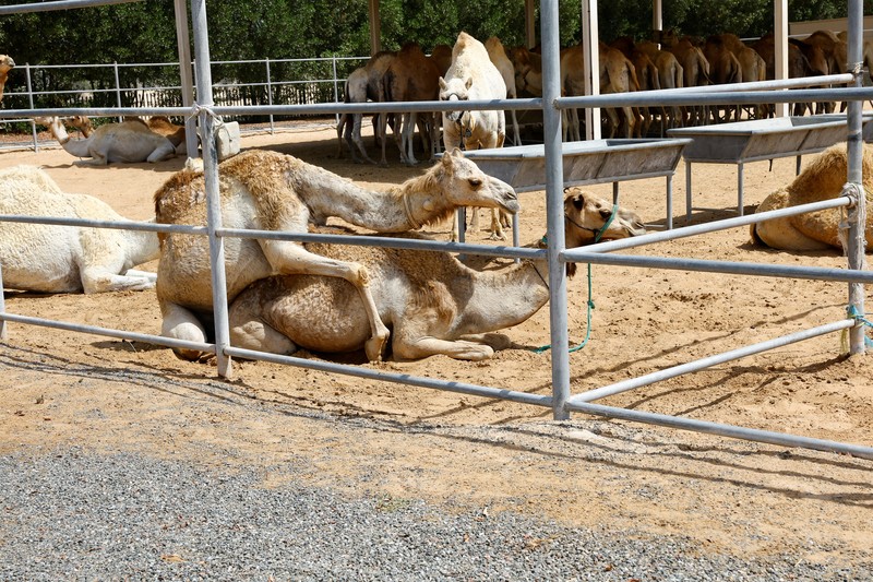 A surrogate mother with her cloned baby camel is pictured at the farm of the Reproductive Biotechnology Centre in Dubai, which researches and creates novel cloning techniques to reproduce camels, in Dubai, United Arab Emirates, May 18, 2023. REUTERS/Rula Rouhana