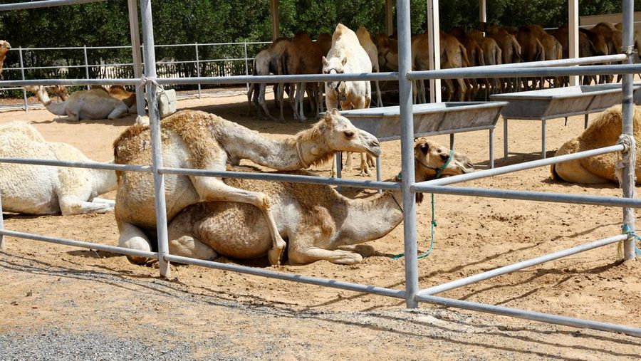A surrogate mother with her cloned baby camel is pictured at the farm of the Reproductive Biotechnology Centre in Dubai, which researches and creates novel cloning techniques to reproduce camels, in Dubai, United Arab Emirates, May 18, 2023. REUTERS/Rula Rouhana