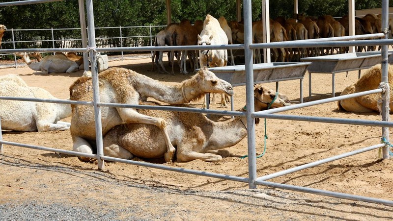 A surrogate mother with her cloned baby camel is pictured at the farm of the Reproductive Biotechnology Centre in Dubai, which researches and creates novel cloning techniques to reproduce camels, in Dubai, United Arab Emirates, May 18, 2023. REUTERS/Rula Rouhana