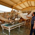 Dr. Nizar Ahmad Wani touches a surrogate camel at the farm of the Reproductive Biotechnology Centre in Dubai, which researches and creates novel cloning techniques to reproduce camels, in Dubai, United Arab Emirates, May 18, 2023. REUTERS/Rula Rouhan