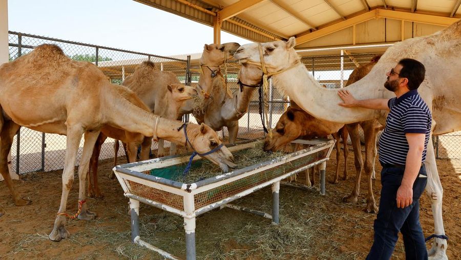 Dr. Nizar Ahmad Wani touches a surrogate camel at the farm of the Reproductive Biotechnology Centre in Dubai, which researches and creates novel cloning techniques to reproduce camels, in Dubai, United Arab Emirates, May 18, 2023. REUTERS/Rula Rouhan