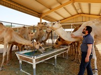 Dr. Nizar Ahmad Wani touches a surrogate camel at the farm of the Reproductive Biotechnology Centre in Dubai, which researches and creates novel cloning techniques to reproduce camels, in Dubai, United Arab Emirates, May 18, 2023. REUTERS/Rula Rouhan