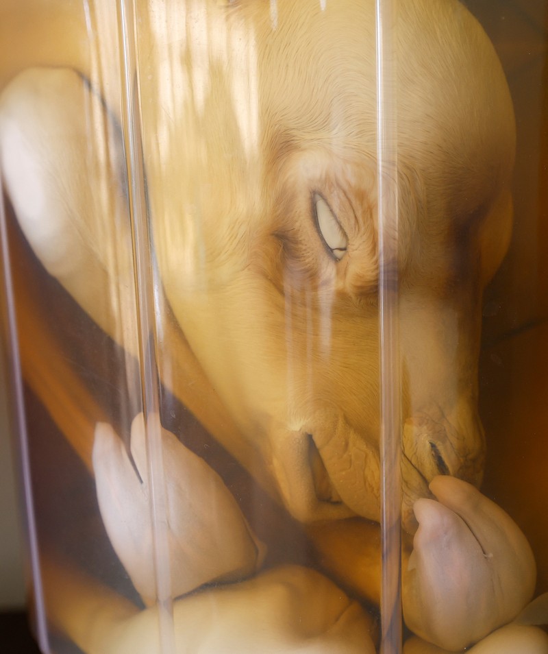 A surrogate mother with her cloned baby camel is pictured at the farm of the Reproductive Biotechnology Centre in Dubai, which researches and creates novel cloning techniques to reproduce camels, in Dubai, United Arab Emirates, May 18, 2023. REUTERS/Rula Rouhana