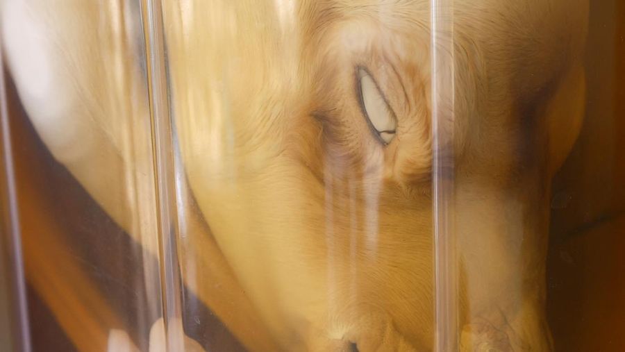 A surrogate mother with her cloned baby camel is pictured at the farm of the Reproductive Biotechnology Centre in Dubai, which researches and creates novel cloning techniques to reproduce camels, in Dubai, United Arab Emirates, May 18, 2023. REUTERS/Rula Rouhana