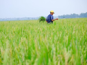 Produksi Padi Meningkat 5 Persen Meski Kekeringan Ancam Sumsel