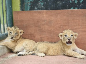 Pria Ini Diburu gegara Pamer Anak Singa yang Dibawa di Mobil