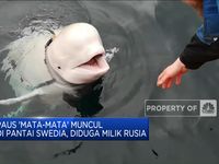 Paus 'Mata-Mata' Muncul Di Pantai Swedia, Diduga Milik Rusia