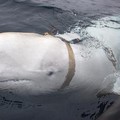 Paus 'Mata-Mata' Muncul di Pantai Swedia, Diduga Milik Rusia