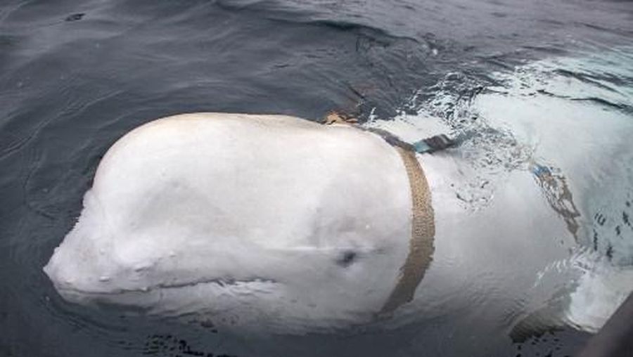 (FILES) This file handout photo taken on April 26, 2019 released by Norwegian Directorate of Fisheries (Sea Surveillance Service) shows a white whale wearing a harness, which was discovered by fishermen off the coast of northern Norway. The harness-wearing Beluga whale that turned up in Norway in 2019, sparking speculation it was a spy trained by the Russian navy, has appeared off Sweden's coast, an organisation following him said on May 29, 2023. First discovered in Norway's far northern region of Finnmark in 2019, the whale spent more than three years slowly moving down the top half of the Norwegian coastline, before suddenly speeding up in recent months to travel down the second half and into Sweden. On May 28, he was observed in Hunnebostrand, on Sweden's southwestern coast. (Photo by Jorgen REE WIIG / various sources / AFP) / RESTRICTED TO EDITORIAL USE - MANDATORY CREDIT 