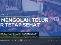 Fakta-Fakta Unik dan Manfaat Mengonsumsi Telur & Daging Ayam