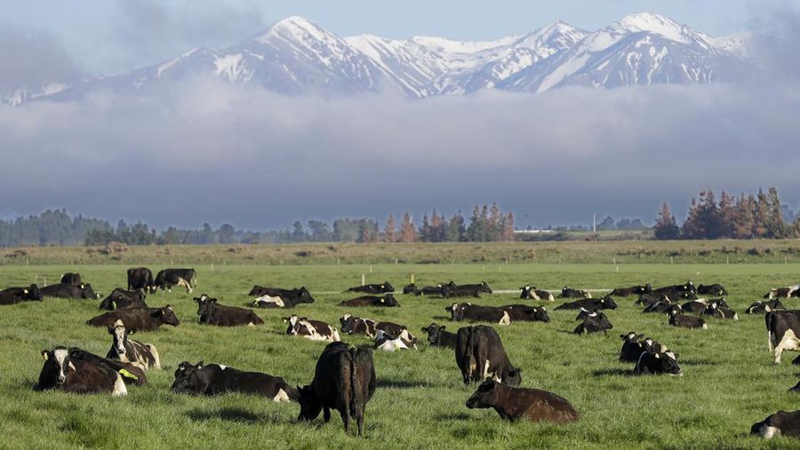 FILE - Dairy cows graze on a farm near Oxford, in the South Island of New Zealand on Oct. 8, 2018. New Zealand's government on Tuesday, Oct. 11, 2022 proposed taxing the greenhouse gasses that farm animals make from burping and peeing as part of a plan to tackle climate change. (AP Photo/Mark Baker, File)