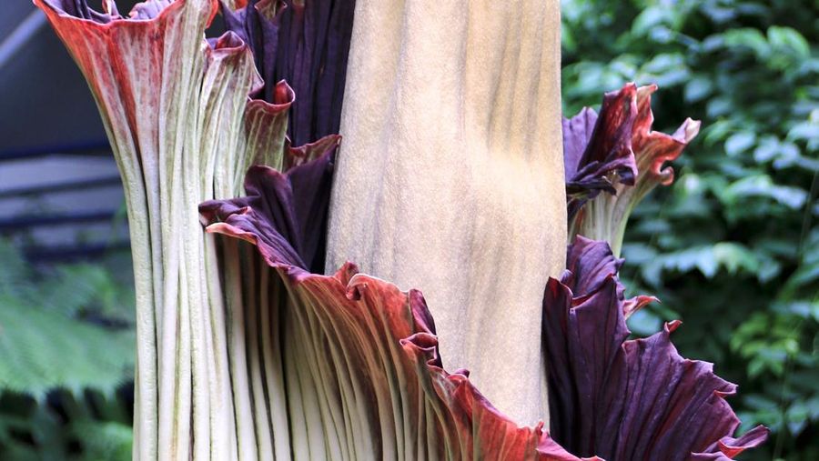 Titan Arum (Amorphophallus titanum) atau bunga bangkai. (Dok. IUCN Red List)
