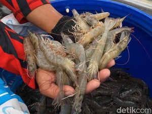 KKP Mau Revitalisasi Tambak Udang-Bangun Kampung Nelayan di Sumbawa