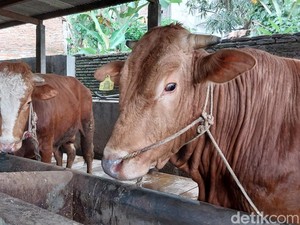 Kasus PMK Hewan Ternak di Kota Malang Meningkat, 2 Sapi Dipotong Paksa