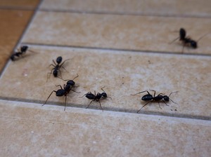 5 Aroma yang Dibenci Semut, Ada Kopi Hingga Lada Hitam