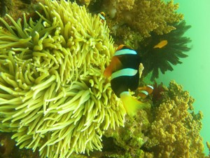 Studi Terbaru Ungkap Penyebab Ukuran Ikan Badut Nemo Makin Mengecil