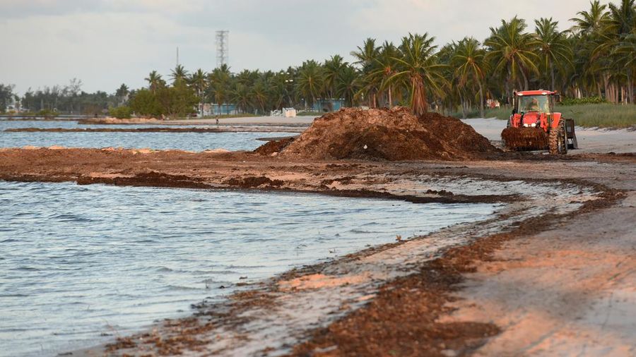 KEY WEST, FLORIDA, UNITED STATES - MAY 8: A worker uses a front end loader to remove seaweed from the beach on May 8, 2023 in Key West, Florida. Scientists have reported that an usually large mass of Sargassum seaweed for this time of year has formed in the Atlantic Ocean and is possibly headed for the Florida coastline. (Photo by Paul Hennessy/Anadolu Agency via Getty Images)