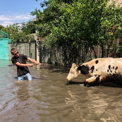 Ukraina Ngenes, Warga & Sapi Terendam Banjir Bendungan Jebol