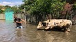Ukraina Ngenes, Warga & Sapi Terendam Banjir Bendungan Jebol