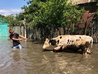 Ukraina Ngenes, Warga & Sapi Terendam Banjir Bendungan Jebol